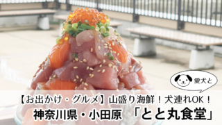 小田原漁港　とと丸食堂　口コミ　ブログ